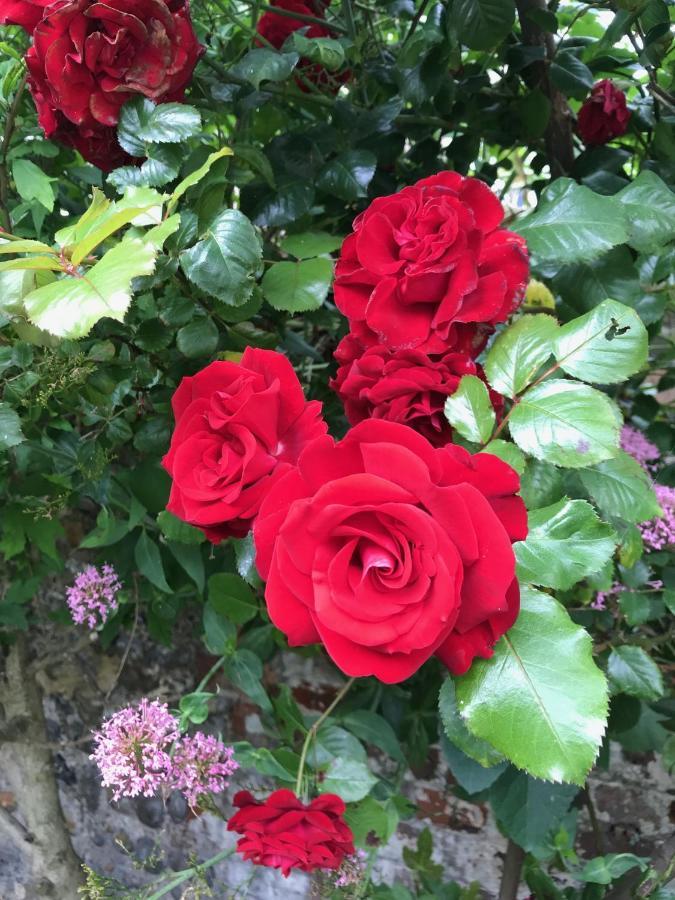 Amazing Apartment, Private Garden, Off Street Parking Hove Esterno foto
